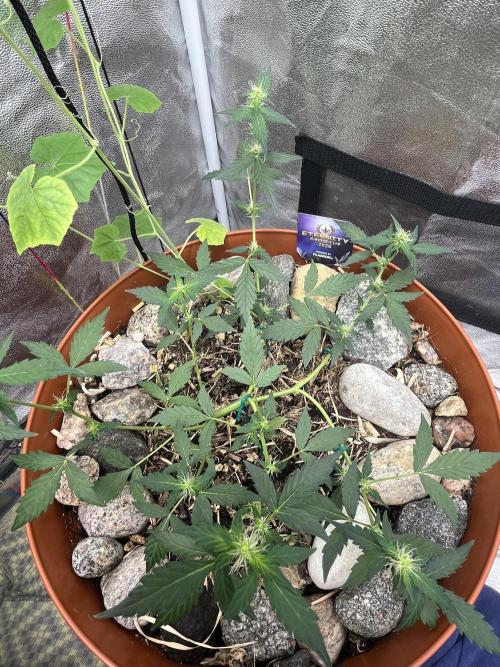 Sticky Broccoli (Zamnesia/PlagronEGC'26). Week 3