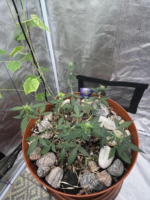 Sticky Broccoli (Zamnesia/PlagronEGC'26). Week 3