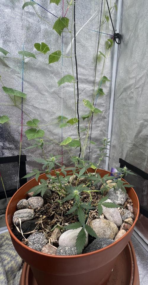 Sticky Broccoli (Zamnesia/PlagronEGC'26). Week 3