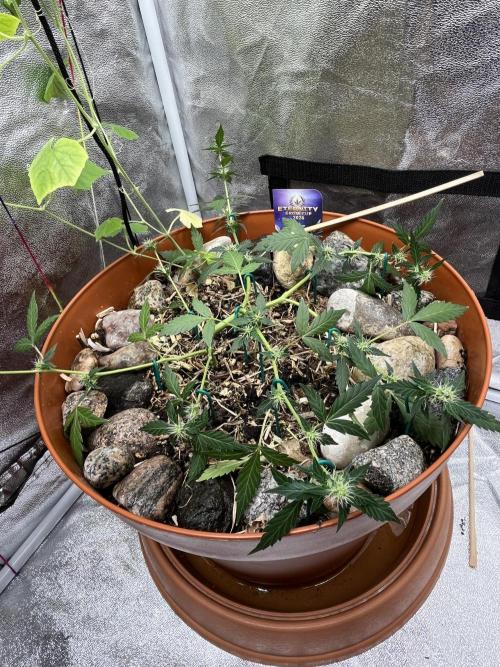 Sticky Broccoli (Zamnesia/PlagronEGC'26). Week 4