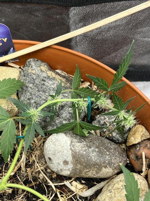 Sticky Broccoli (Zamnesia/PlagronEGC'26). Week 4