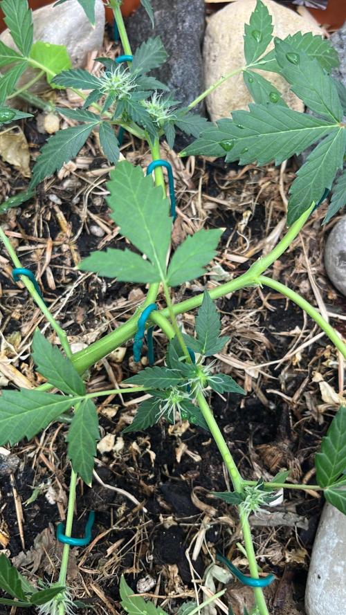Sticky Broccoli (Zamnesia/PlagronEGC'26). Week 4