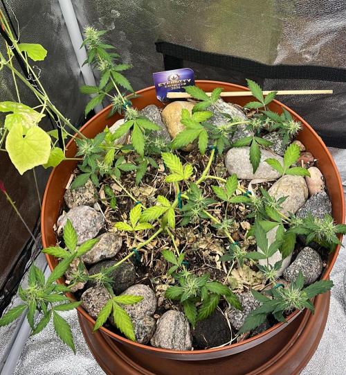 Sticky Broccoli (Zamnesia/PlagronEGC'26). Week 4