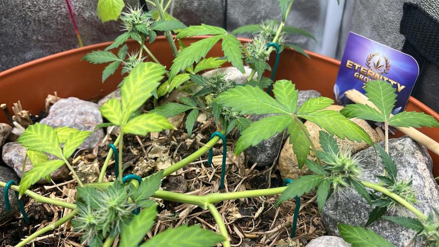Sticky Broccoli (Zamnesia/PlagronEGC'26). Week 4