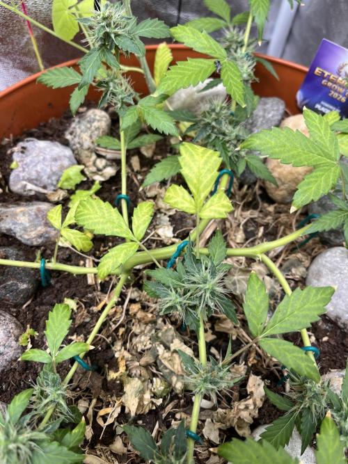 Sticky Broccoli (Zamnesia/PlagronEGC'26). Week 5