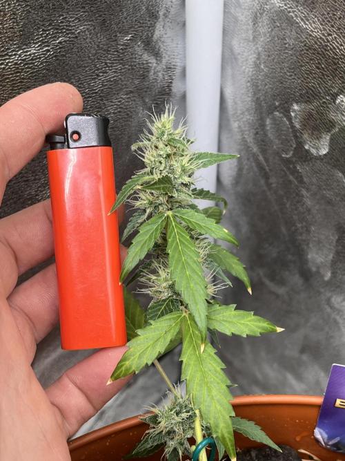 Sticky Broccoli (Zamnesia/PlagronEGC'26). Week 5