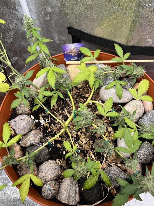 Sticky Broccoli (Zamnesia/PlagronEGC'26). Week 5