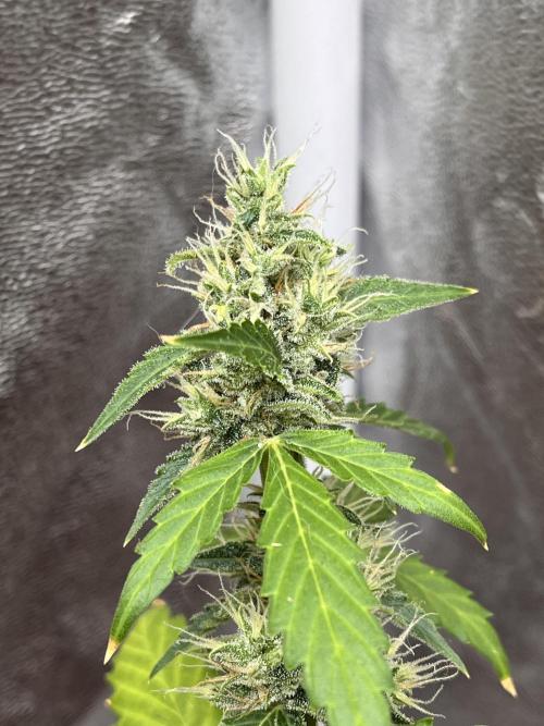 Sticky Broccoli (Zamnesia/PlagronEGC'26). Week 5