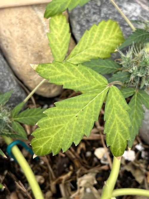 Sticky Broccoli (Zamnesia/PlagronEGC'26). Week 5