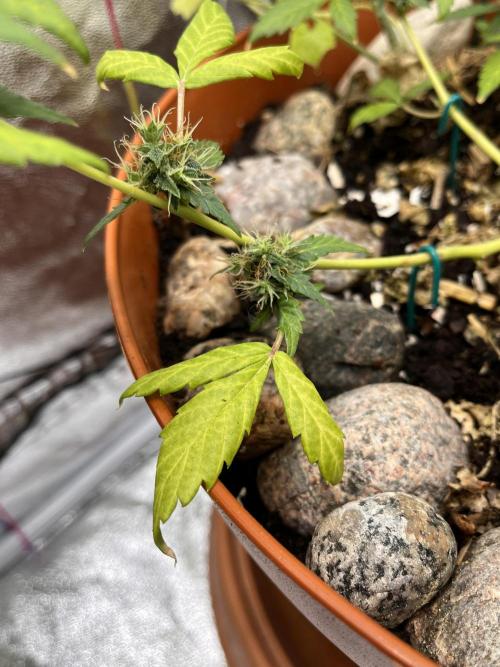 Sticky Broccoli (Zamnesia/PlagronEGC'26). Week 5