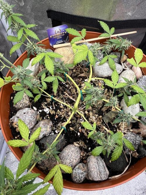 Sticky Broccoli (Zamnesia/PlagronEGC'26). Week 5