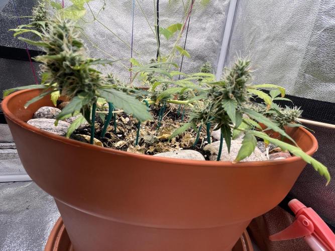 Sticky Broccoli (Zamnesia/PlagronEGC'26). Week 5