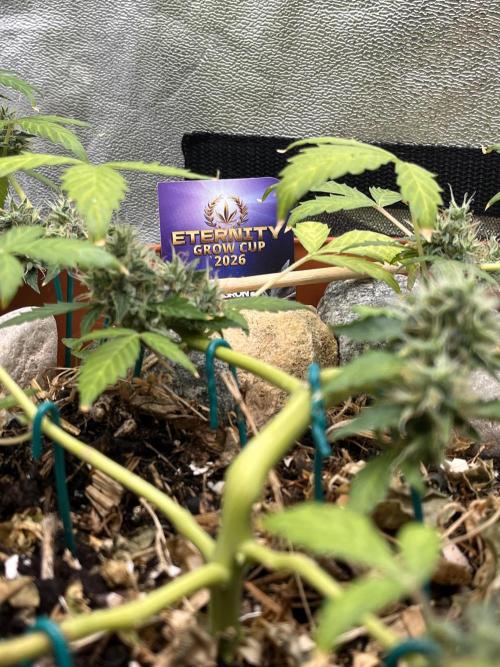 Sticky Broccoli (Zamnesia/PlagronEGC'26). Week 5