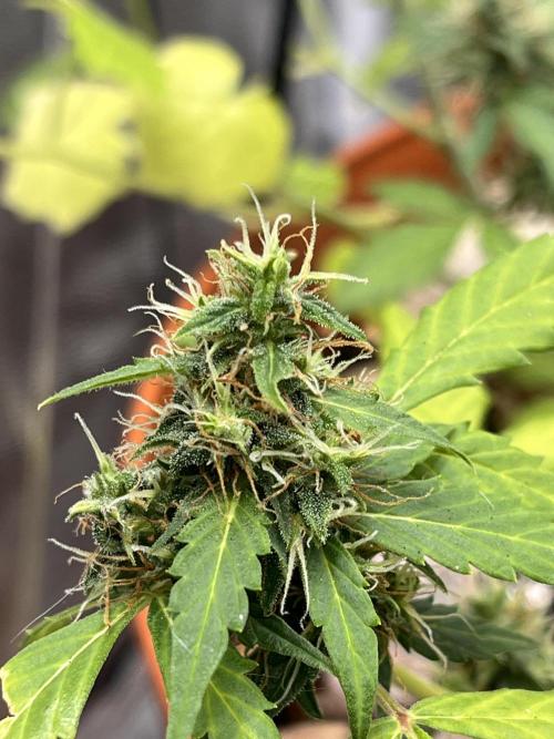 Sticky Broccoli (Zamnesia/PlagronEGC'26). Week 5