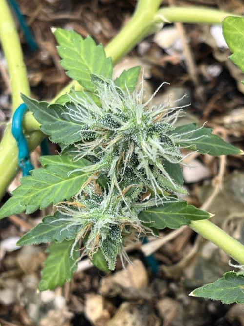 Sticky Broccoli (Zamnesia/PlagronEGC'26). Week 5