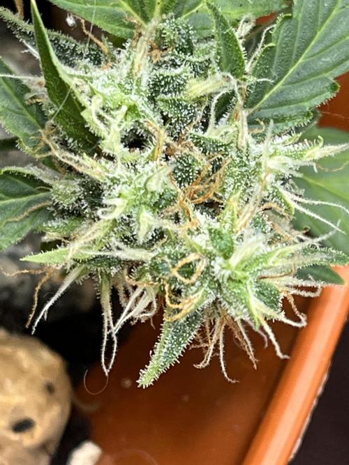 Sticky Broccoli (Zamnesia/PlagronEGC'26). Week 5