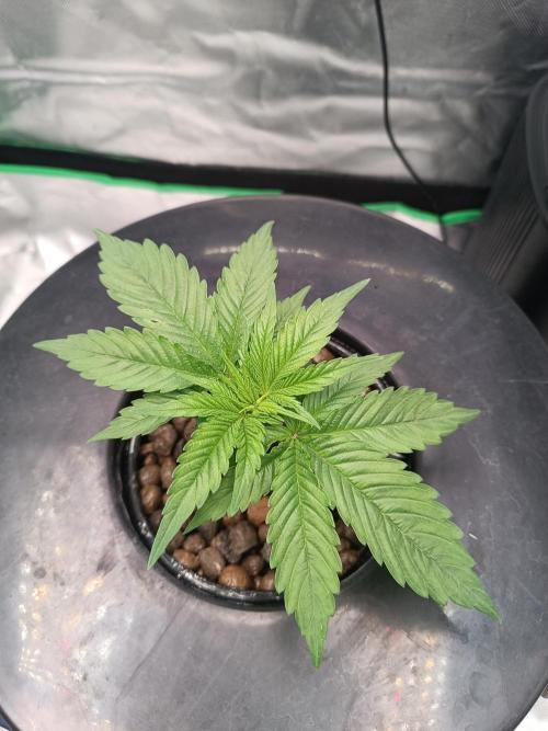 London Poud Cake Hidro #1. Week 5
