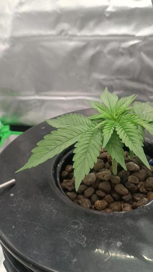 London Poud Cake Hidro #1