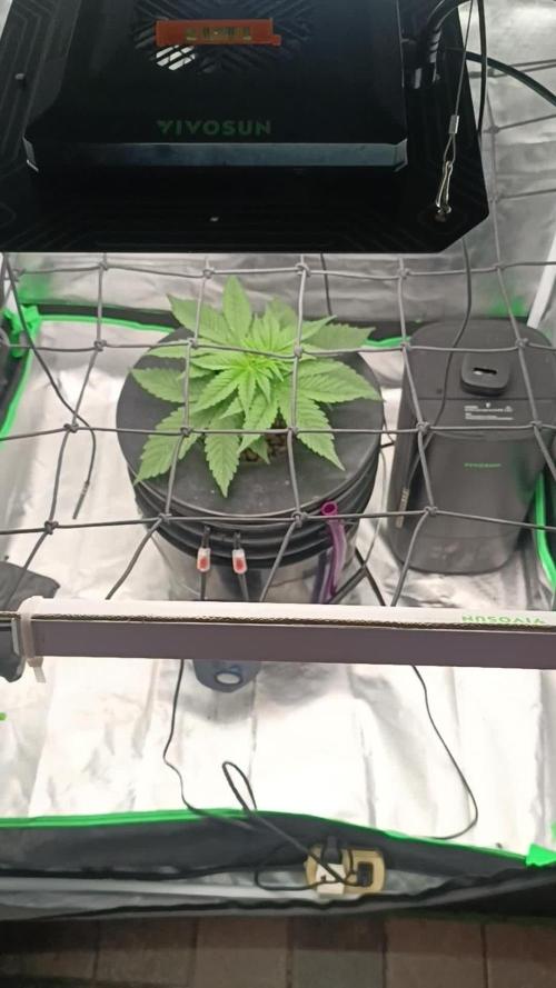 London Poud Cake Hidro #1