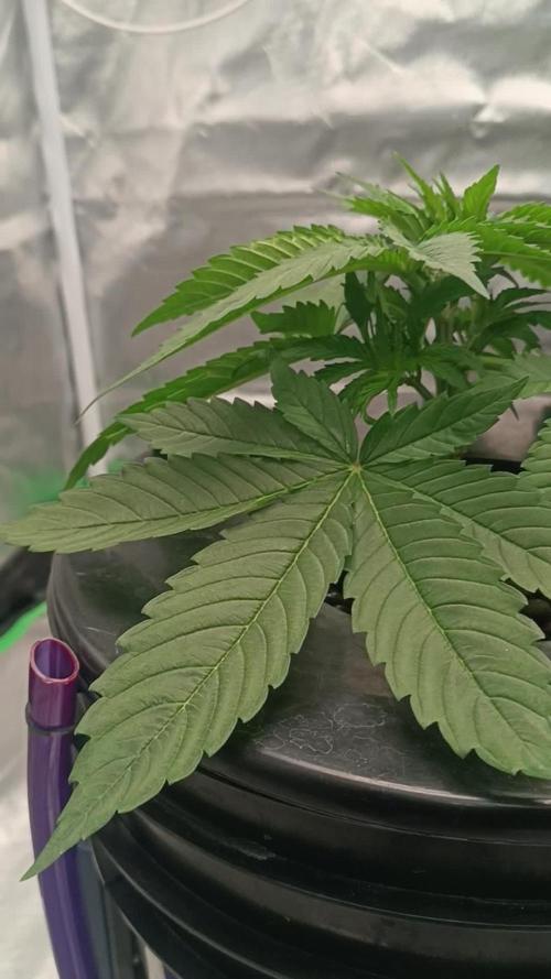 London Poud Cake Hidro #1