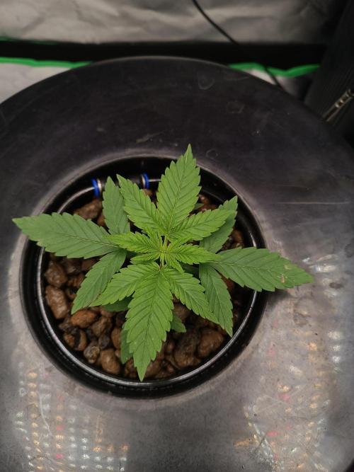 London Poud Cake Hidro #1. Week 4