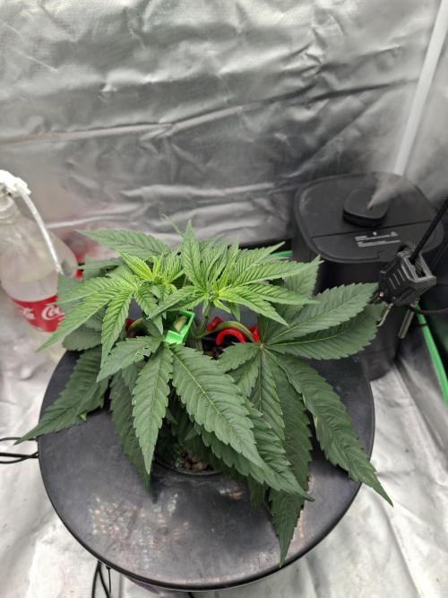 London Poud Cake Hidro #1. Week 7