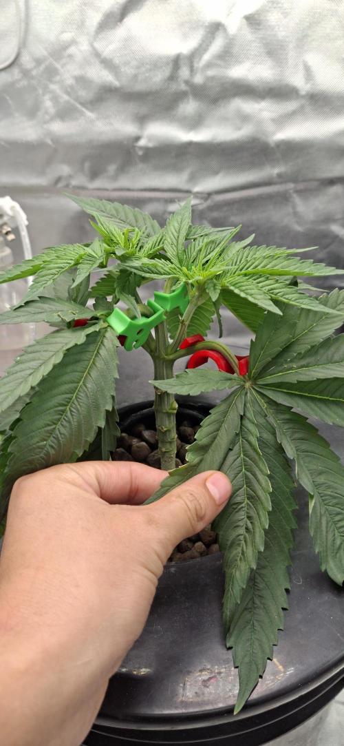 London Poud Cake Hidro #1. Week 7