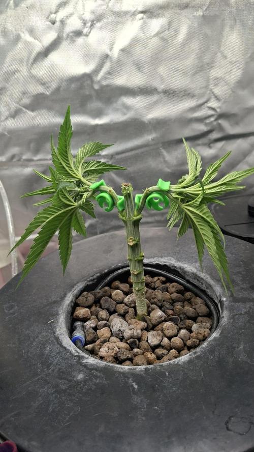 London Poud Cake Hidro #1. Week 7