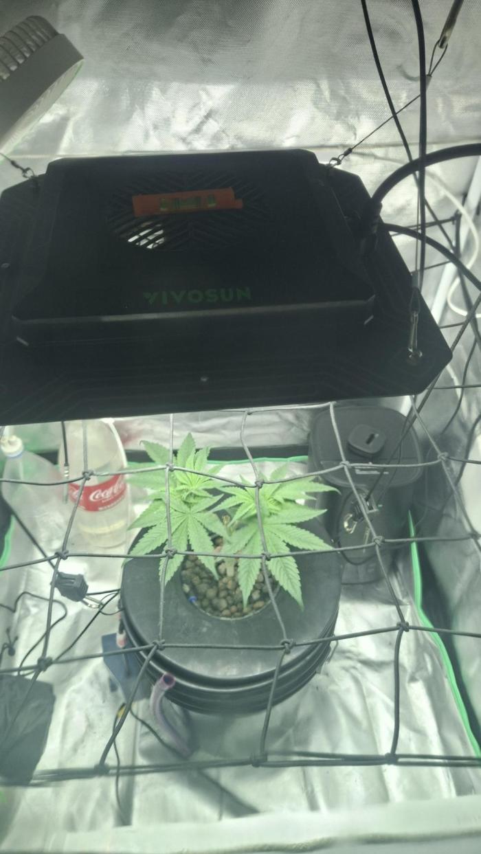 London Poud Cake Hidro #1. Week 8