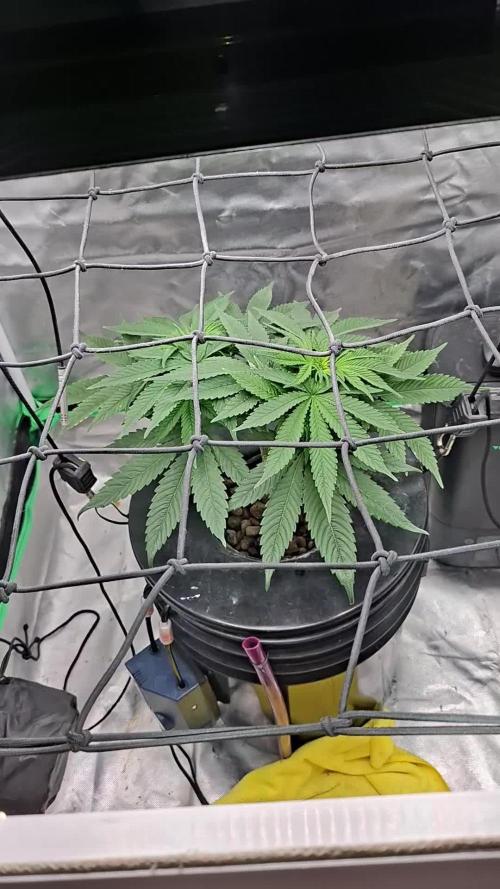 London Poud Cake Hidro #1