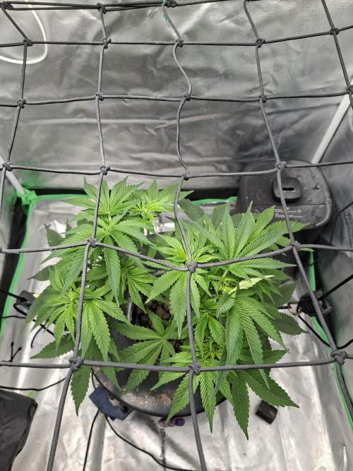London Poud Cake Hidro #1. Week 10