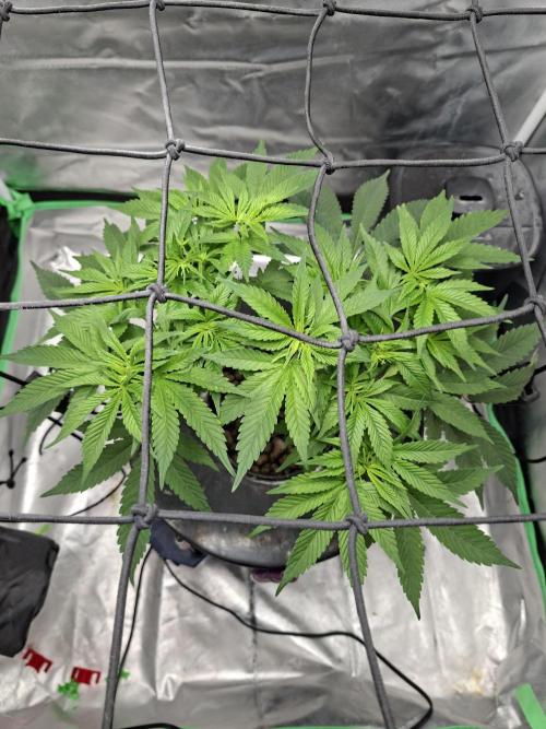 London Poud Cake Hidro #1. Week 10