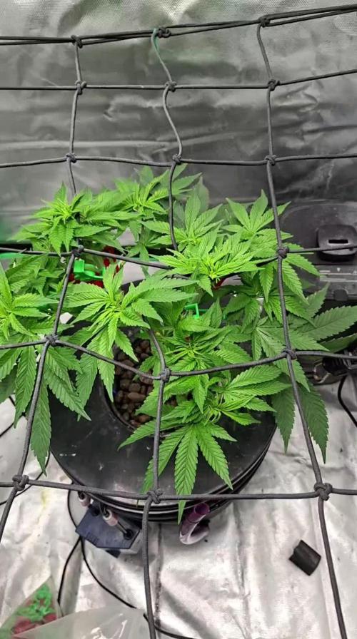 London Poud Cake Hidro #1