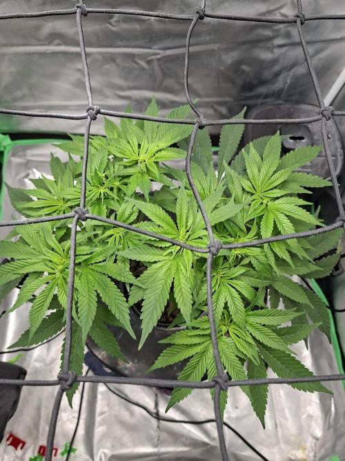 London Poud Cake Hidro #1. Week 10