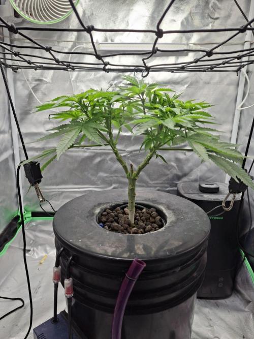 London Poud Cake Hidro #1. Week 10