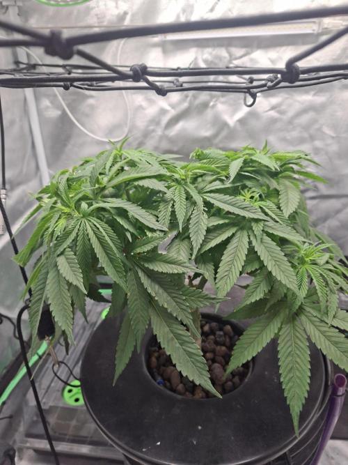 London Poud Cake Hidro #1. Week 11