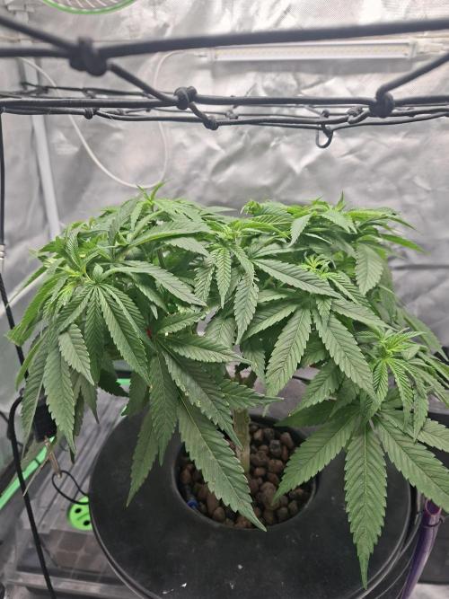 London Poud Cake Hidro #1. Week 11