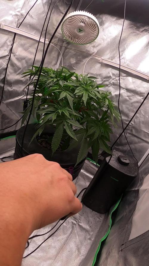 London Poud Cake Hidro #1