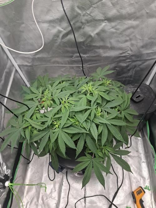London Poud Cake Hidro #1. Week 12