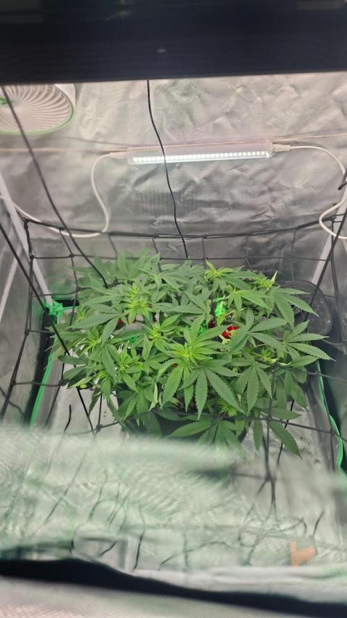 London Poud Cake Hidro #1. Week 12