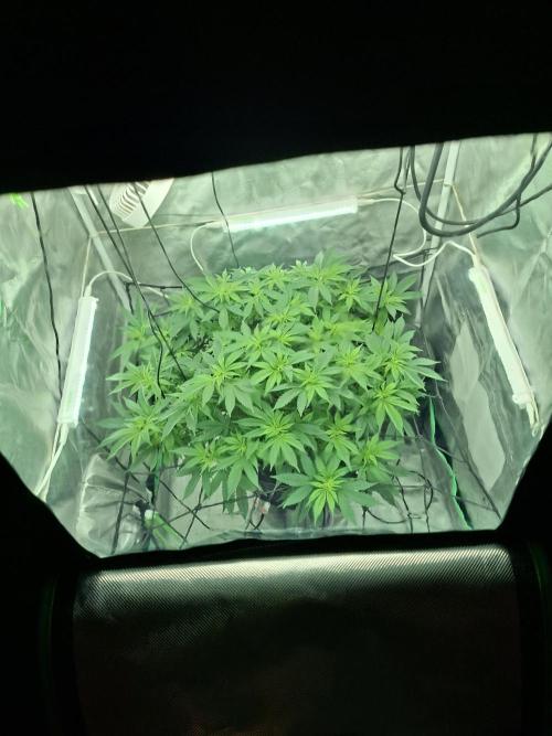 London Poud Cake Hidro #1. Week 14