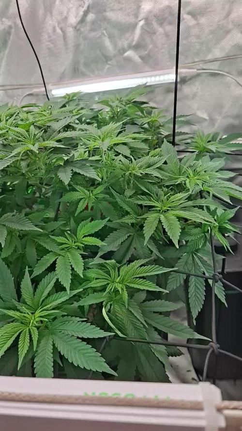 London Poud Cake Hidro #1