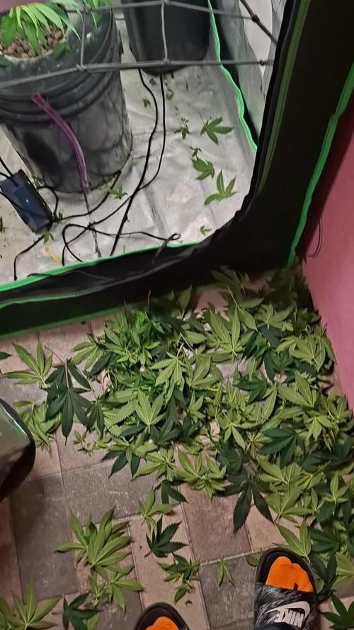 London Poud Cake Hidro #1