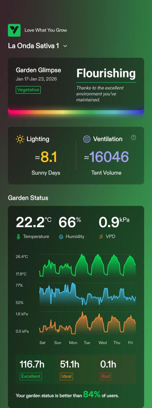 London Poud Cake Hidro #1. Week 16