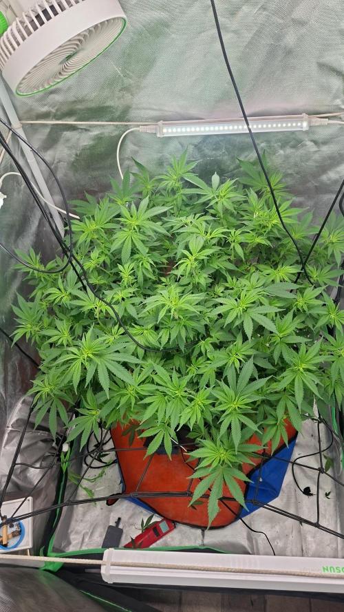 London Poud Cake Hidro #1. Week 16