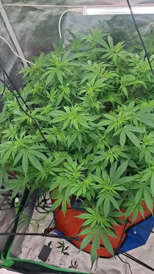 London Poud Cake Hidro #1