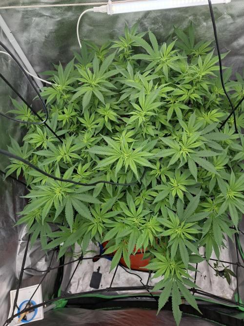 London Poud Cake Hidro #1. Week 17