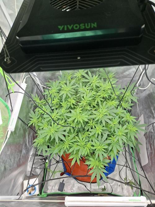 London Poud Cake Hidro #1. Week 17