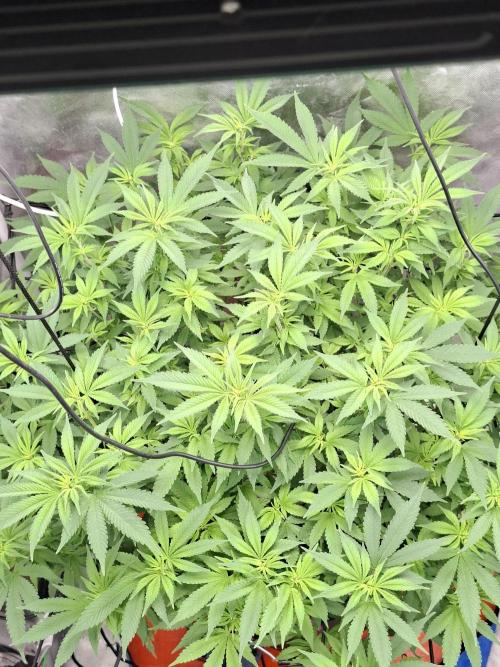 London Poud Cake Hidro #1. Week 17