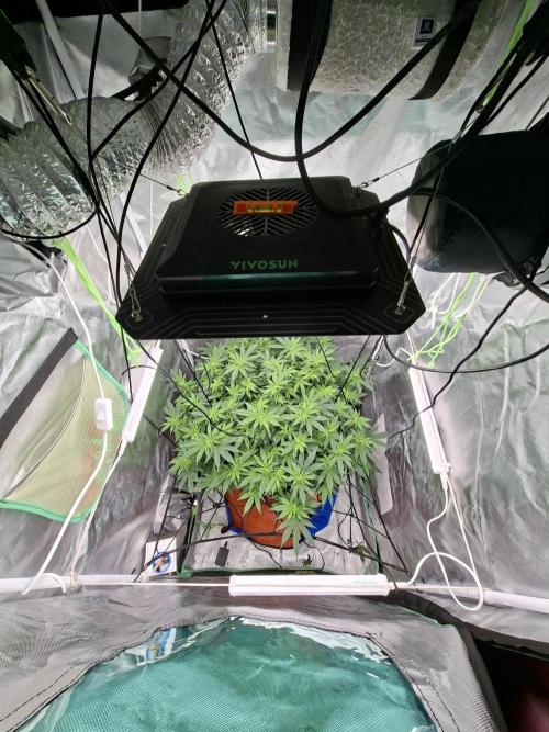 London Poud Cake Hidro #1. Week 17